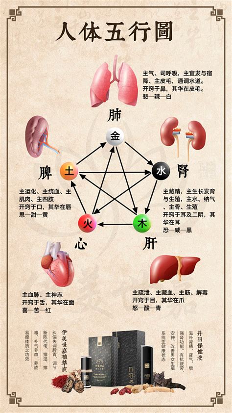 器官 五行